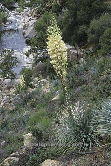 hesperoyucca 1 graphic